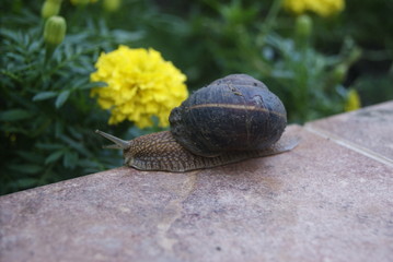 snail