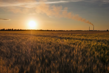 Field of wheat and power plant against sunset sky.