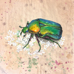 Rose chafer (cetonia aurata)with white flowers. Vintage style watercolor illustration on textured grunge background