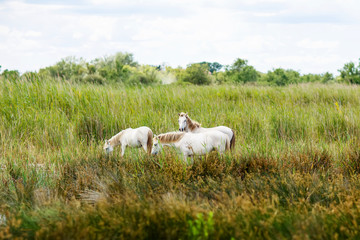 wild white horse of the Camargue, France, 