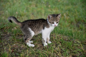 Cat on the grass