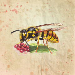 Wasp eating raspberry. Vintage style watercolor illustration on textured grunge background. Realistic painting.