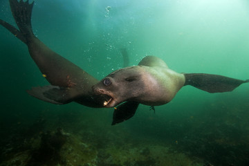 Naklejka premium brown fur seal, arctocephalus pusillus, South Africa