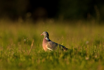 common wood pigeon, columba palumbus, czech republic