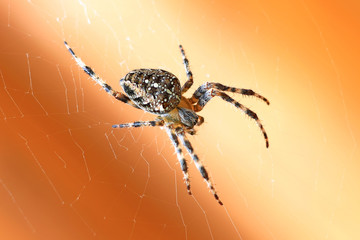 Spinne