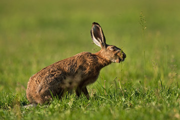 european hare, lepus europaeus, Czech republic