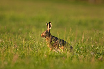european hare, lepus europaeus, Czech republic