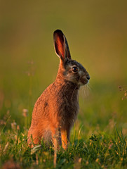 european hare, lepus europaeus, Czech republic