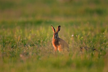 european hare, lepus europaeus, Czech republic