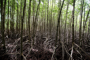 stilt root of the mangrove trees