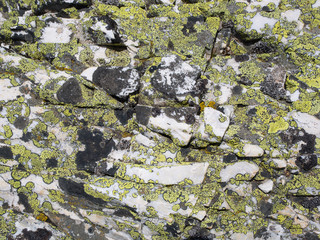 White marble rock coated by yellow and black crusty lichens