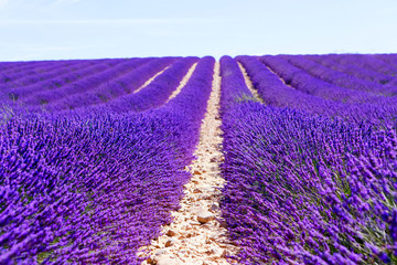 Naklejka na ściany i meble Blooming lavender fields near Valensole in Provence, France.