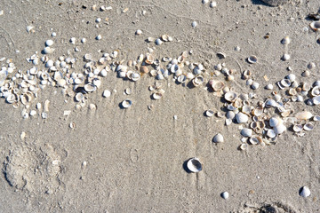 group of white sea shells on beach