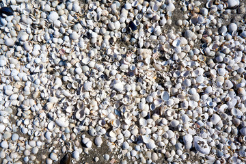 group of white sea shells on beach