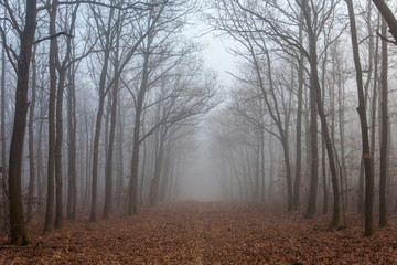 Obraz na płótnie Canvas Forest road in mysterious fog