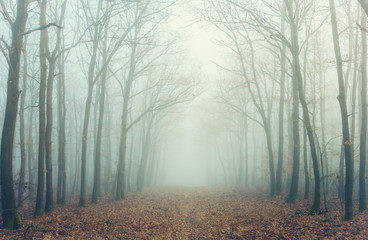 Mysterious forest in fog