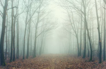 Fototapete Mysterious forest in fog © andras_csontos