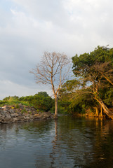 Fototapeta na wymiar Tree on water in Cuyotenango, Guatemala