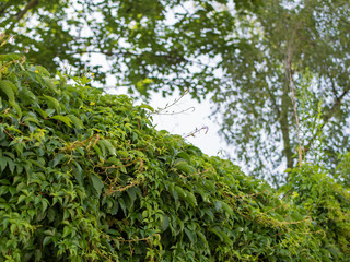European Ivy, Hedera helix, With Blurry Trees In The Background