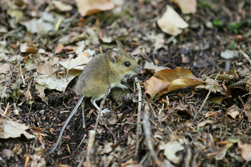Small forest mouse 