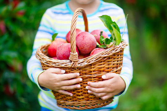 Little Kid Boy Picking Red Apples On Farm Autumn