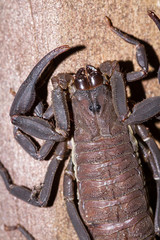 scorpion in Costa Rica