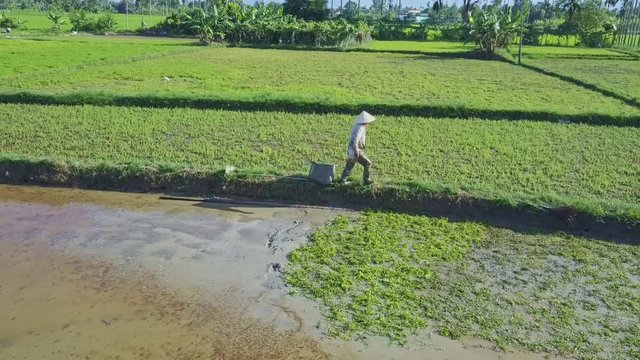 Closeup Vietnamese Farmer with Basket Plants Salad