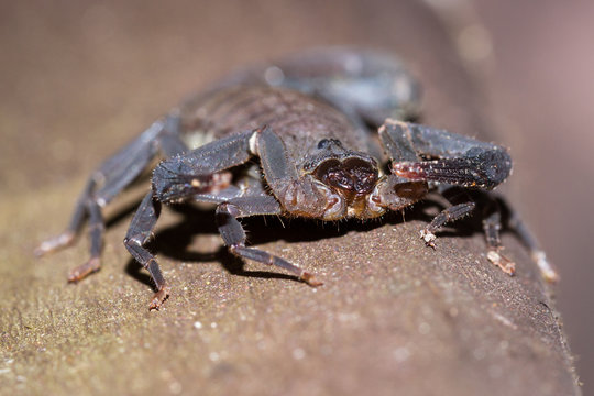 scorpion in Costa Rica