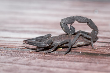 scorpion in Costa Rica