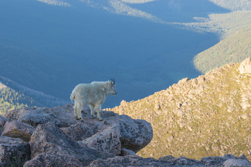 Mountain Goat