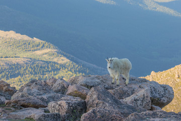 Mountain Goat
