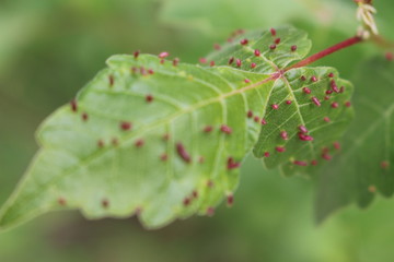 Insect eggs on leaf
