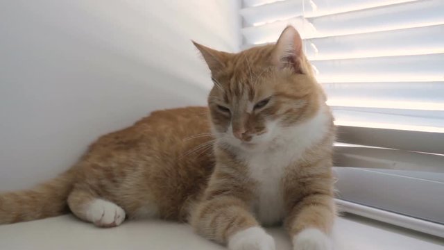 Funny cute cat at home, pet indoor  