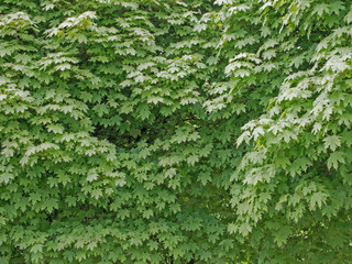 Green Leaves Of A Maple Tree, Background
