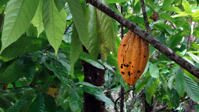 Fruto de cacao