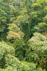 Obraz premium Lush rainforest canopy view