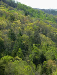 Pisgah National Forest