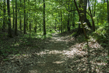 Obraz premium Old Natchez Trace, MS