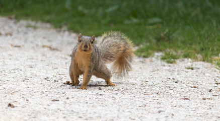 squirrel