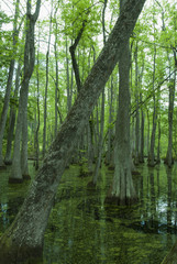 Obraz premium Cypress Swamp, Natchez Trace, MS