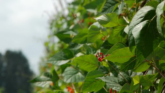 野菜畑　花豆