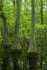 Obraz premium Cypress Swamp, Natchez Trace, MS