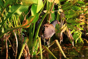gallinule