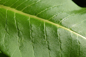 Detail of glossy green leaf