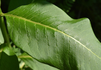 Detail of glossy green leaf