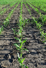 Seedling corn in a farm field