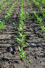 Seedling corn in a farm field