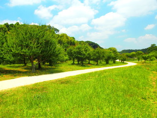 Fototapeta na wymiar 初夏の曲がり道のある里山風景