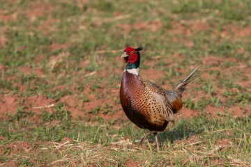pheasant