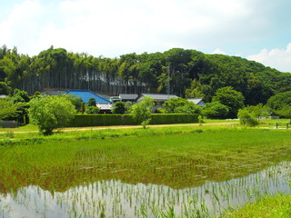 Naklejka premium 初夏の里山風景